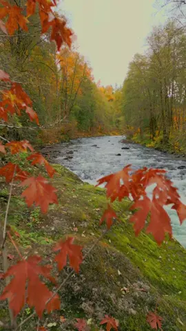 Bright orange leaves fill the foreground as the view moves toward a clear, fast-flowing creek. Autumn colors line both sides of the water, with golden and green tones stretching into the distance. Moss-covered rock, drifting leaves, and the soft light of fall create a calm, colorful creek scene 😍
