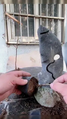 #bonsai #bonsaitunhien #viral #xh 