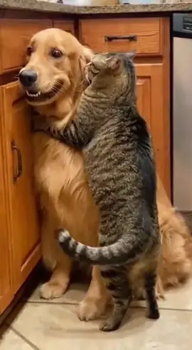 #จ่ายแพงไปทำไม #ทาสแมวของแทร่ #Viralcattiktoks #แมวที่เล่นกีต้าร์ได้นิดหน่อย #คลิปนี้ต้องฟีด  