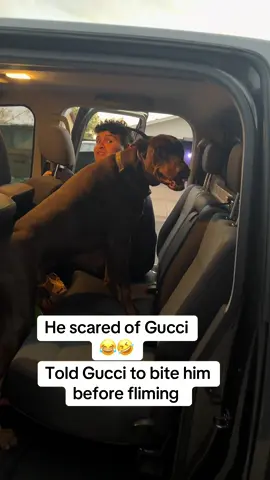 Gucci just wants to go on a car ride 🤣😂#doberman #dog #dogsoftiktok #fyp #funny 