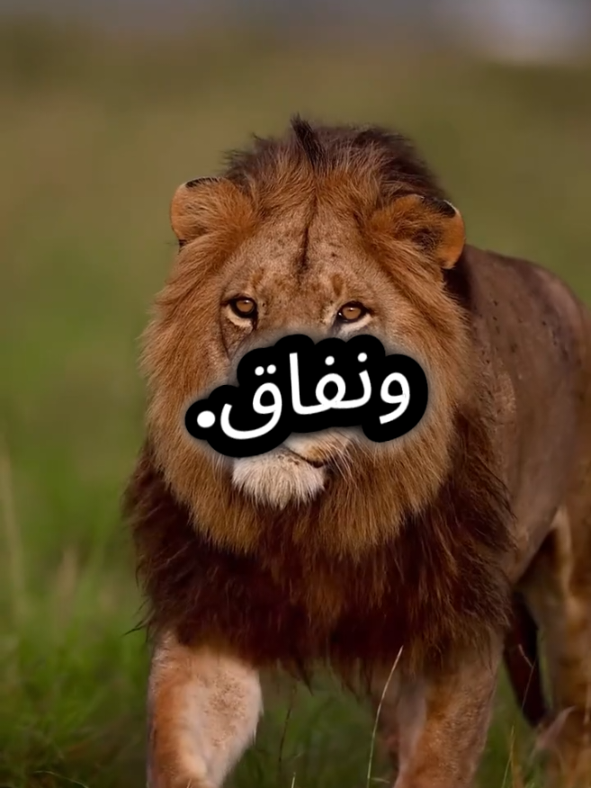 هواتف المنافقين كلها أذان كلها قرآن كلها منشورات وحكم وعبر ومواعظ لكن واقعهم خيانة وحسد ونميمة وغش  #اقتباسات_عبارات_خواطر #اقتباسات #عبارات #اقتباسات_عبارات_خواطر #عبارات 