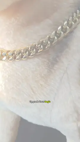 Buy one! For your pet dog! #dogchain #dogsoftiktok #tiktokmademebuyit #foryoupage #tiktokshopblackfriday 