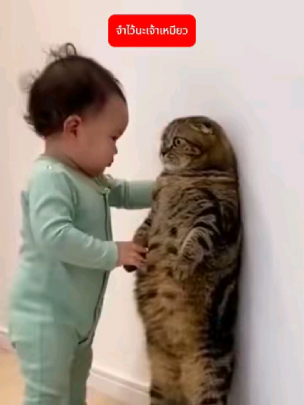 ฟังฉันนะเจ้าเหมียว!!! #คลิปตลก ep1