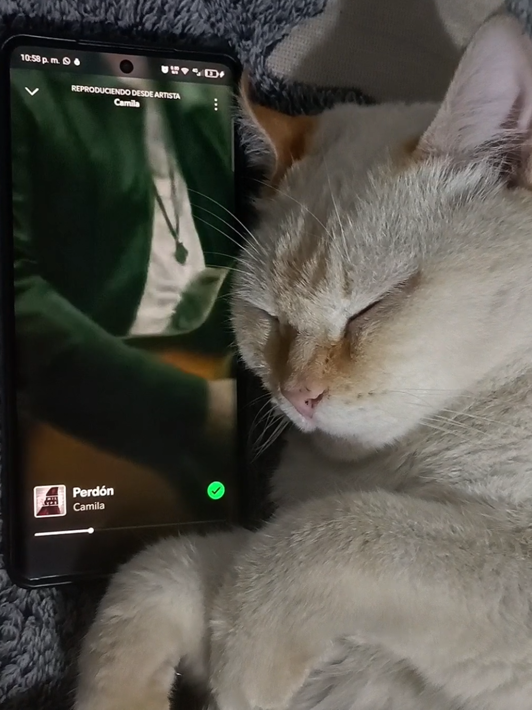 Black 59 | Camila - Perdón  #camila #perdon #gato #foryou #foryoupage  @Camila Oficial 