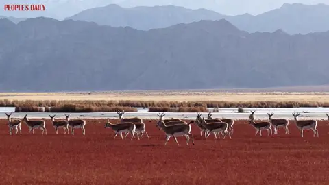 V provincii ČCHING-CHAJ najdete ráj divoké přírody. #objevteČínu #čína 