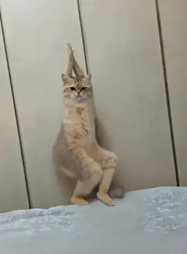 Somali Cat mesmerizing performance 