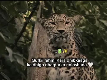 ka dhiga dhaqtarka nolosha😍 #fyp #viral #foryoupage #foryou #football 