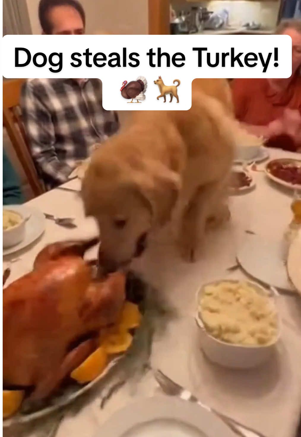 Dog steals the Thanksgiving Turkey! 🦃 🐕 #thanksgiving #funny #turkey #dog #fypシ゚ 