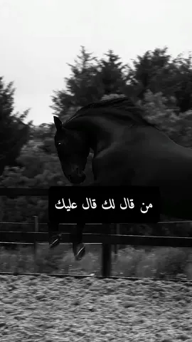 #اكسبلور #عبارات #خيول_عربية_اصيلة #اقتباسات #تصميمي 