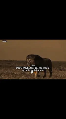 ogow 🤍🍂 #somaliforyoupage #visewsproblem😭🙏 #foryoupage❤️❤️ #visewsproblem😭🙏 