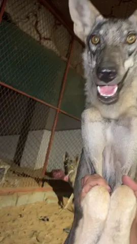 #اكسبلورexplore #غميقة_الغاله_الليث_القنفذه #الذيب 