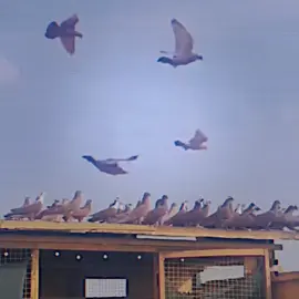 شاهد وتمتع ياعزيزي🕊️🌿…#حمام_لوت #حمام_لوت_البصره #محضوره_من_الاكسبلور_والمشاهدات #لايك_متابعه_اكسبلور #الشعب_الصيني_ماله_حل😂😂 