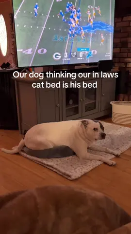 Don’t lay on any of the blanket dude just the extremely small bed #dogtok #dogsoftiktok #pittbull #funnydog #fypシ゚viral 