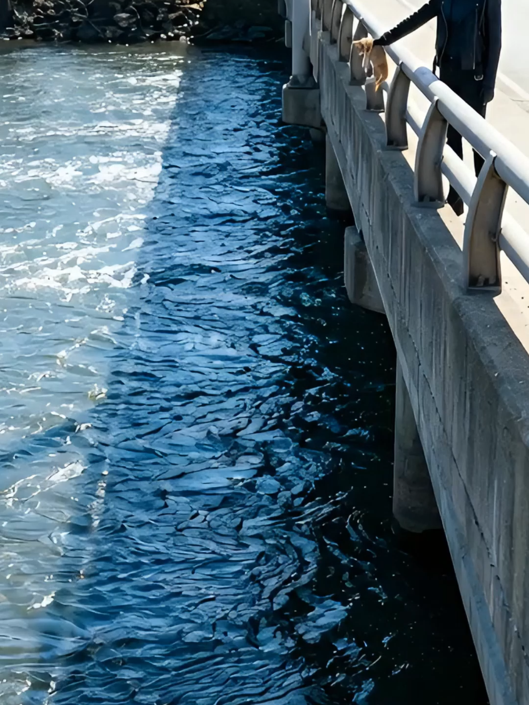 “The kitten was drowning… until a heroic dog risked his life to save her.”#emotional #animals #rescue #kitten