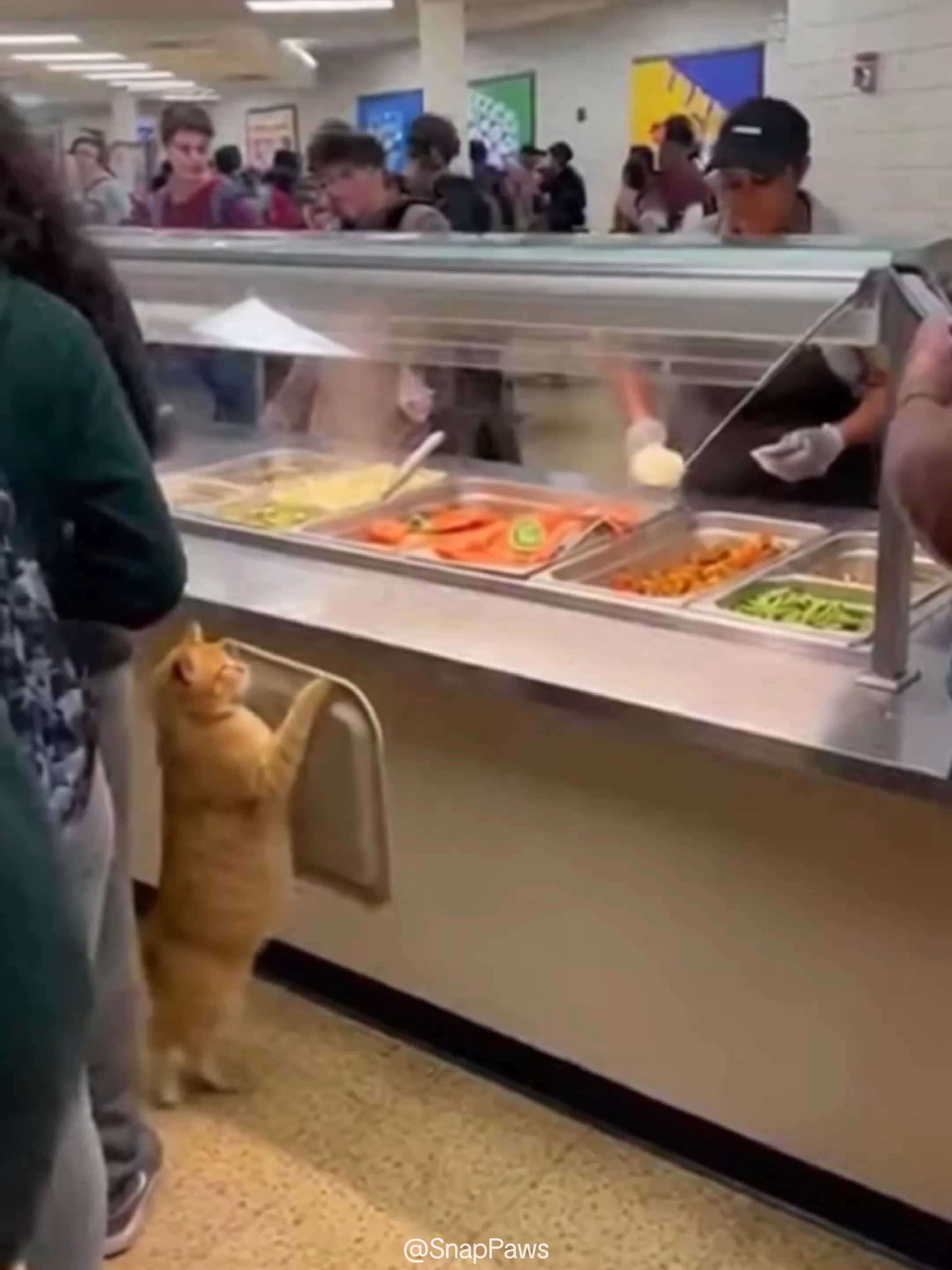 He’s Not a Student, He’s a Purrfessor.