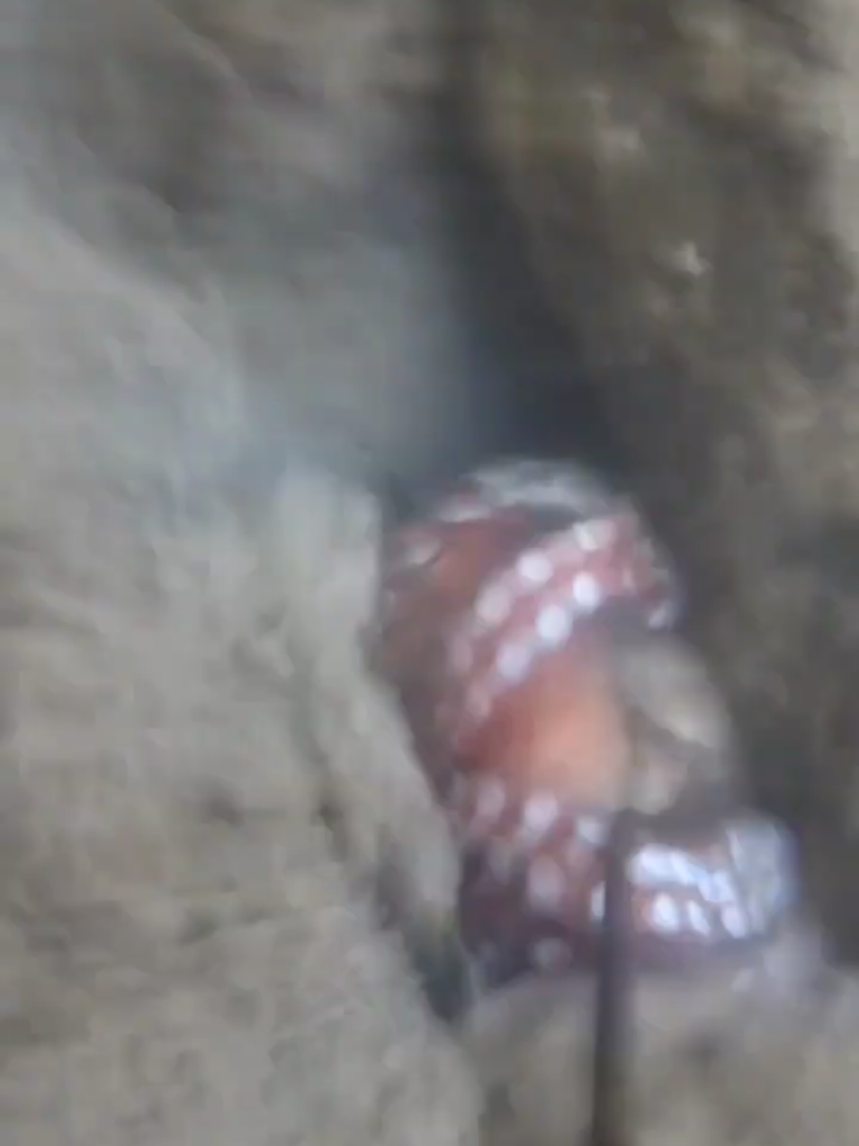 #creatorsearchinsights #millionviews #underwater #octopus #mood 