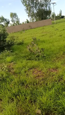 #tiktokburkinafaso🇧🇫🇧🇫🇧🇫🇧🇫 #environment #santeparlesplantes #phytotherapie 