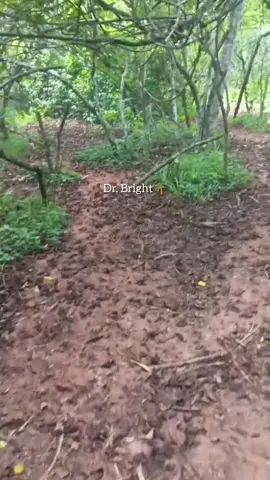 Eziza ghe re, Eziza ghe re, Ovbokhan ni vbe oghian, ghe re.🌴🦁🌬️🌿🔔#Drbright #SpiritualLeader #eziza 