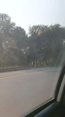 سفر کی تھکن کہوں یا دل کی ویرانی کیسے کہوں کہ اب میرا دل نہیں لگتا۔ #floweryy #fyp 