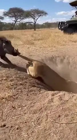 MR WARTHOG GAME 🤣