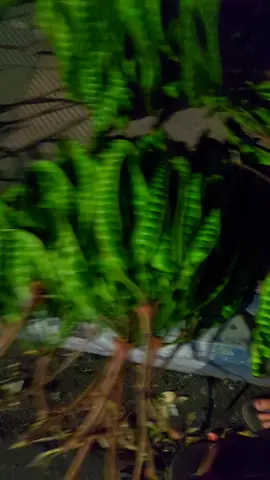 #CapCut spesial mutiara hijau malam jumat#pejuangrupiah 