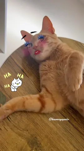 El naranjoso se maquilla como piruja 🤣 #michis #cat #michistiktok #viral #fypシ゚ 
