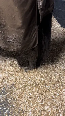 Can you throw the whole lot into the washing machine 😭 asking for a friend 🙈 #wintertime #horses #horsesoftiktok #horsetok #fyp 