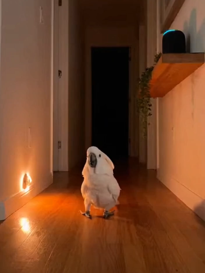 2AM Animal Party Hosted by Babagai 😂🦜🐶🐱🎶 #AlexaFail #PetParty #CockatooChaos #ViralShorts #FunnyPets