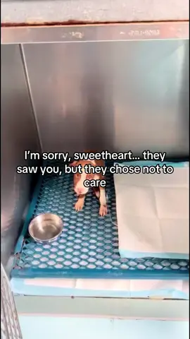 Update on this brave pit bull: he’s still fighting parvovirus, still holding on, still trying to recover. 💔 Every day is a battle he shouldn’t have to face alone. Your support means everything — every pledge, every share, every prayer helps keep his hope alive. Please help if you can — link in bio. Thank you for standing with him.