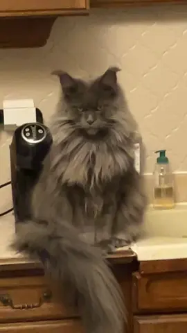 Partie 3 😅 #momcat #mainecooncat #maincoonsoftiktok #foryou 