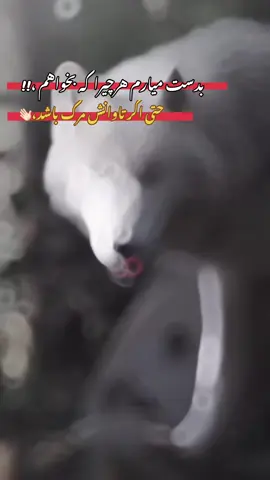 #viral_videos #videoviral #🐺 