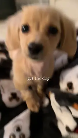 so worth it🤍#minidachshund #dachshund #minidachshundpuppy #dachshundsoftiktok #dachshundlife 