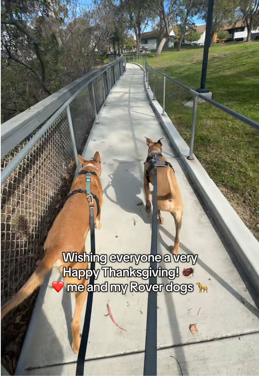 Lincoln & Sprocket are staying with me until Monday 🥰 #dogsitting #dogsitter #sidehustle #thanksgiving #nature 