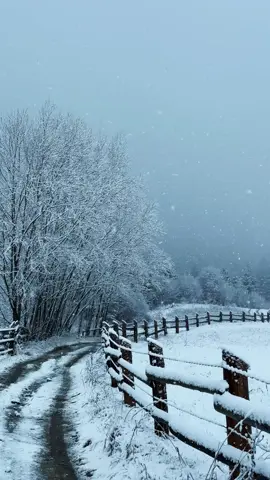 Пісні та відео будуть в телеграм каналі, посилання в шапці профілю🙌   Автор тексту: @Сергій Лазановський|RIDNYI  #карпатиукраїна #карпати #подорожі #гори #відпочинок 