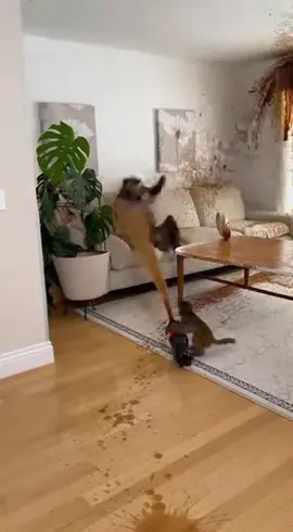 A baby monkey joking with a cola bottle and mentos. #monkeybaby #cocacola #monkey #funnymoments😂 #foryoupage❤️❤️ 