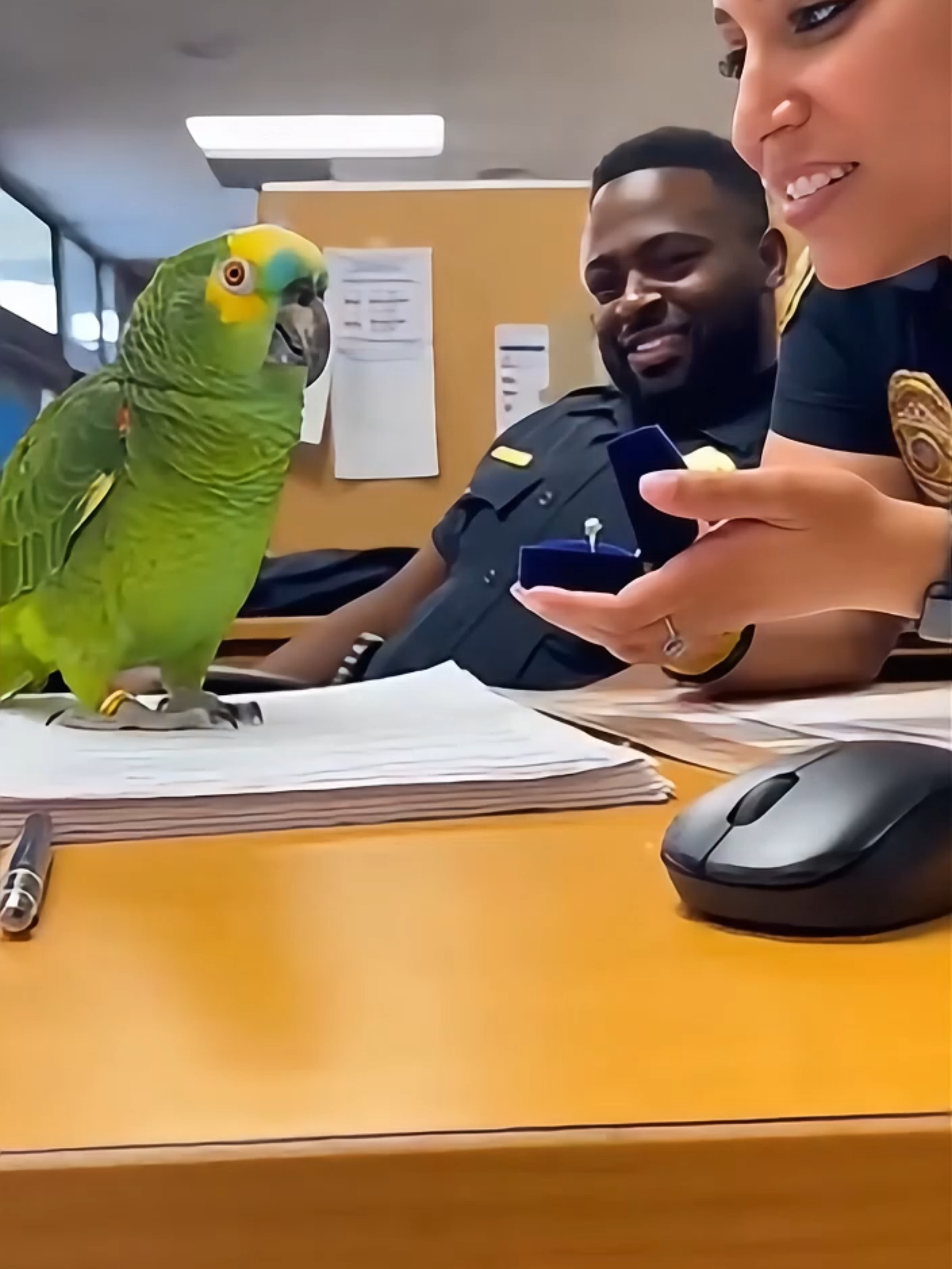 Officer proposes to the parrot… Parrot: “NO. My heart belongs to Officer Miller.” 💀🦜💍 Then explains it’s because she gives PREMIUM sunflower seeds 😂🔥 #Parrot #realshocklens #viral #fyp #policecomedy #funnyanimals #8kvideo