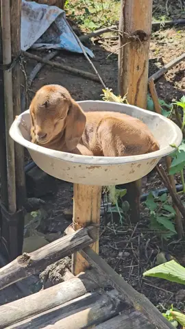 यसरी नै .... #tuktuk 