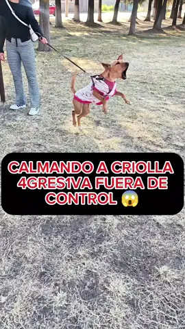 Calmando a criolla 4gr3s1va fuera de control 😱 #perros #educacioncanina #entrenamientocanino #perroscriollos 