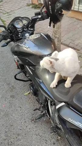 haydaaa #ns200 #pulsar #motovlog #motocycle #cat 