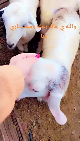 #في هذا اليوم #عطوني_عبارات_حب🥺❤🖇 #ذوقي_أنا_👌🏻 #مالي_خلق_احط_هاشتاقات #تصميم_فيديوهات🎶🎤🎬 