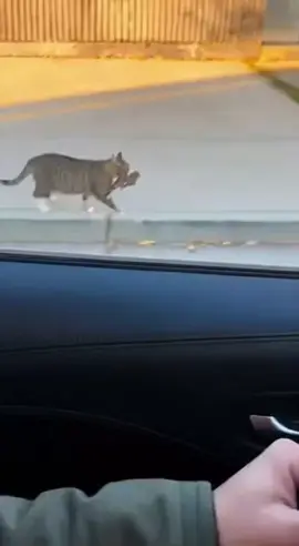 petlover  Caught, almost... until the car hit the buzzer. Escape mission: complete! #catandbird #birdescape #fyp #viral #angrycat 
