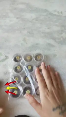 #PromoCão 12 potinhos kit de cílio