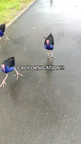 one of their favourite songs #pukeko #damn #damnation #redhotchilipeppers #fyp 
