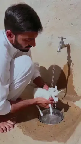 في باكستان، ظهر صغير حصان وحيد القرن#france #Germany #Brazil #Spain 