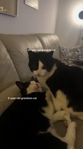 They are so cute 🥹 #cat #cattok #cutecat #foryoupage #catlover 