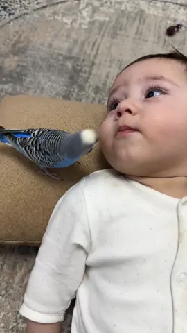 Birlikdə yeyib içirlər ayrılmaz dostlar 🥰#kesfet #kesfetbeniöneçıkart #heyvansevgisi #fdyツ 