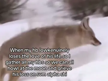 Relatable? #wolf #giftok #mediatok #fyp #foryoupage 