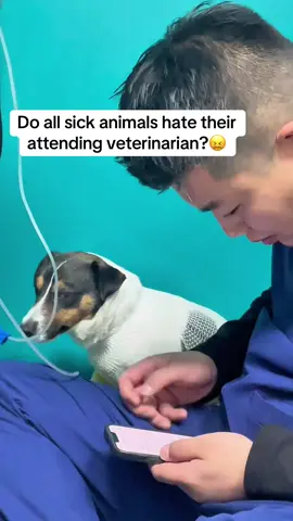 What’ve you done… #vet #veterinarian #littlepuppy #fyp #foryoupage 