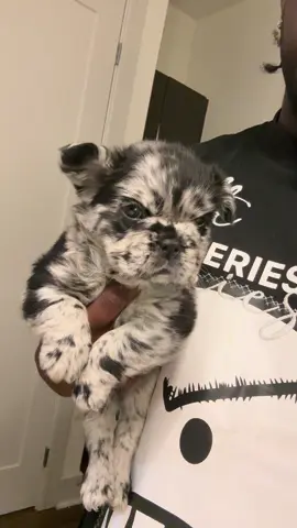 #frenchie #frenchbulldog #fluffyfrenchie #fyp #xyzbca 