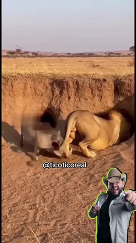 O Disgrapumba parte 3 #aquinaoticotico #dublagem 